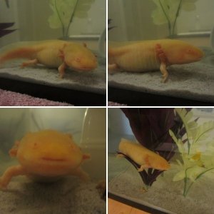 Ichtaca