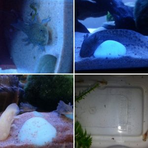 My 6 axie:)