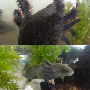 Leonidas