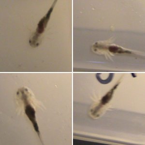 axi babies 4 weeks