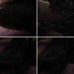 my older lotls
