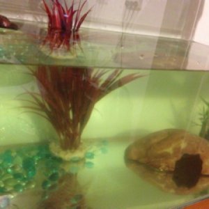 Kane the Newt