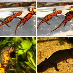 Fire Bellied Newts