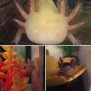 My axolotls