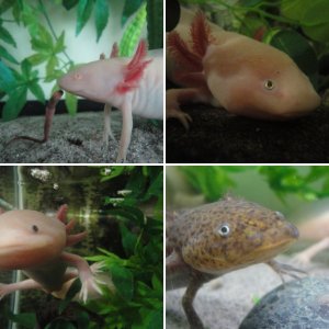 Axolotl Calendar Competition 2013 - Entries