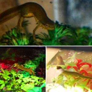 Eastern Newts