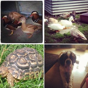 The Other Animals