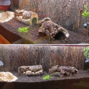 New 55 gallon setup