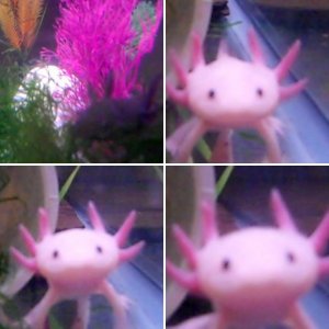 The Axolotls Adventure Begins!