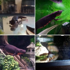 My Chinese Fire Bellied Newts