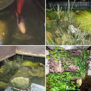 My ponds and field herping