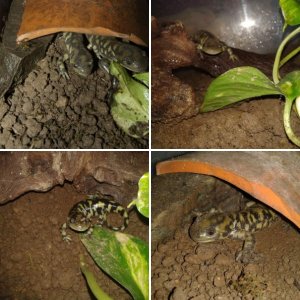 Ambystoma mavortium