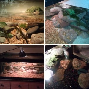 My 40 Gallon Tank