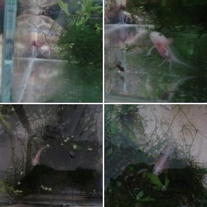 juveniles growing on