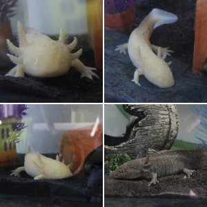 My Axolotls