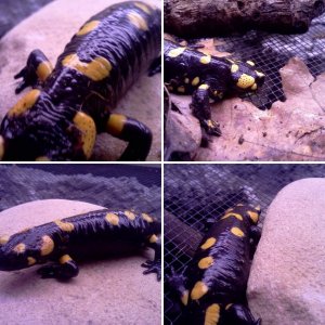 Fire Salamanders