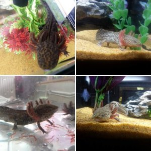 Axolot's and pictures of the Anderson's Salamanders Toothless and Bj.. (Don't ask)