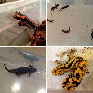 Fire Salamanders