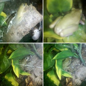 Green Tree Frogs