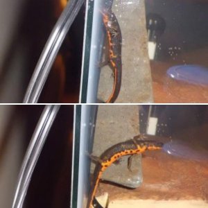 Newts