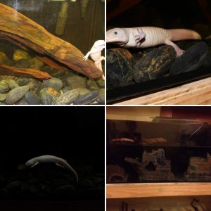 Mustang the morpholotl
