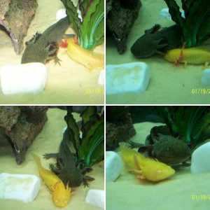 Our Axolotls