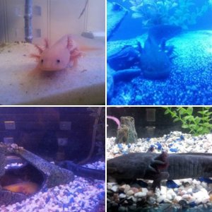 My Axolotls