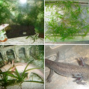 Axolotls