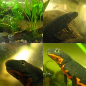Cynops Orientalis