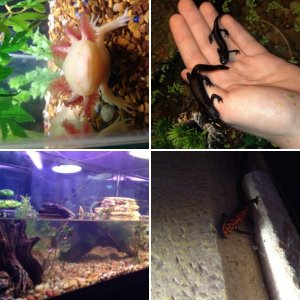 Random pictures