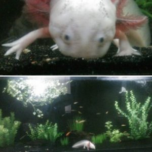 my Axie babies