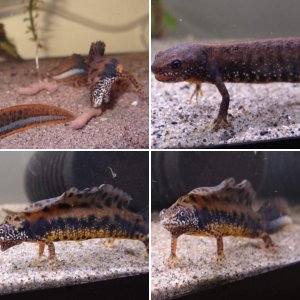 Triturus dobrogicus