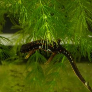 Cynops ensicauda popei