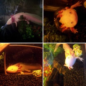Meet Vincent :)
