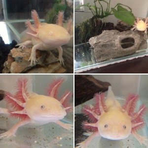 Teenage Axies