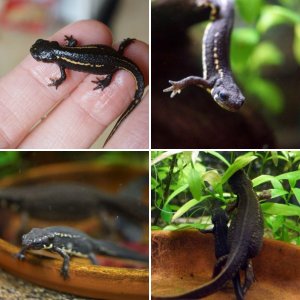 New Cynops pyrrhogaster