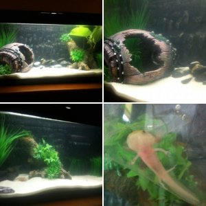 Axolotl Tank