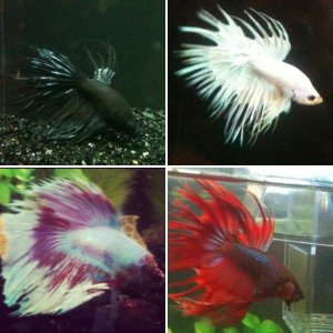 My Other Pets