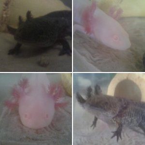wooper & stumpy