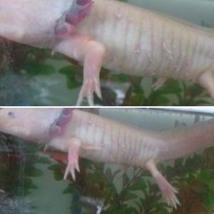 Rosie