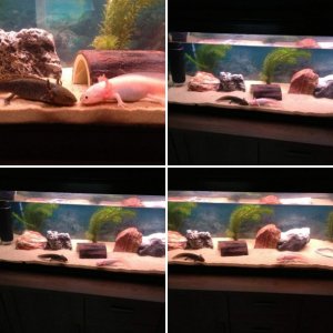 My axol