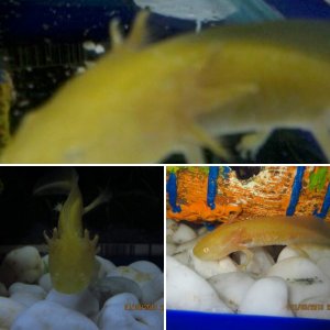Golden albino