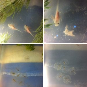 axies