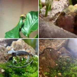 My Two smooth newt, Jackie and Draiman!