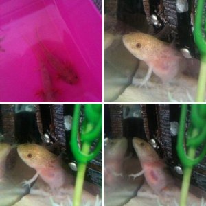 Axolotls