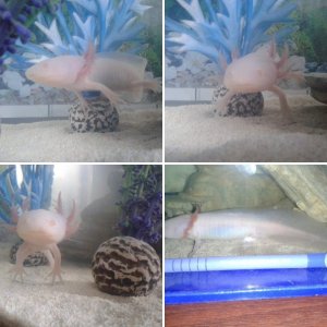 My axolotl