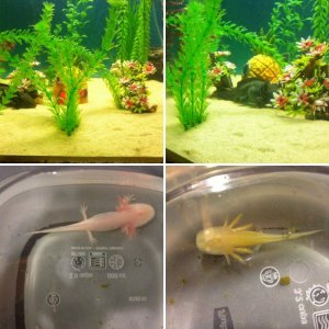 Axolotls