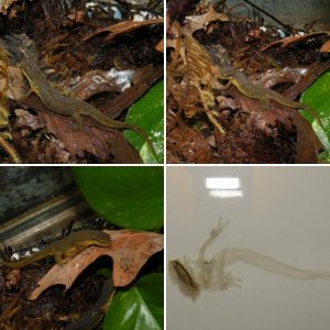Eastern newts