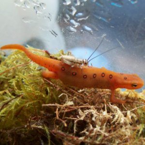 Red Efts