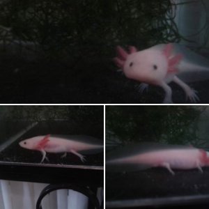 very bad photos of 4 1/2 inch axie
